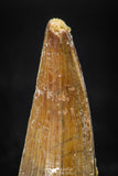 08101 - Beautiful 1.75 Inch Elosuchus Cherifiensis Crocodile Tooth Cretaceous KemKem