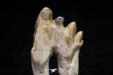 20588 -  Top Rare 2.33 Inch Pappocetus lugardi (Whale Ancestor) Molar Rooted Tooth