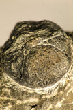 30754 - Top Beautiful 2.50 Inch Austerops sp Lower Devonian Trilobite