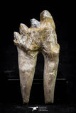 20588 -  Top Rare 2.33 Inch Pappocetus lugardi (Whale Ancestor) Molar Rooted Tooth