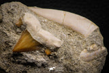 07687 - Finest Association Cretolamna (mackerel shark) Tooth + Enchodus Tooth in Matrix