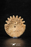 88235 - Top Beautiful 1.52 Inch Heliophora orbicularis (Urchin) Upper Pliocene
