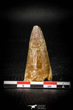 08102 - Top Huge 1.80 Inch Elosuchus Cherifiensis Crocodile Tooth Cretaceous KemKem