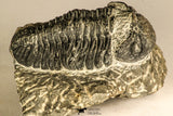 30754 - Top Beautiful 2.50 Inch Austerops sp Lower Devonian Trilobite