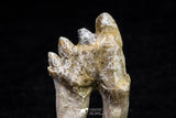 20588 -  Top Rare 2.33 Inch Pappocetus lugardi (Whale Ancestor) Molar Rooted Tooth