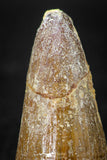 08102 - Top Huge 1.80 Inch Elosuchus Cherifiensis Crocodile Tooth Cretaceous KemKem