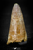 08102 - Top Huge 1.80 Inch Elosuchus Cherifiensis Crocodile Tooth Cretaceous KemKem