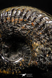 05031 - Beautiful Pyritized 1.54 Inch Unidentified Lower Cretaceous Ammonites