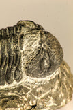 30754 - Top Beautiful 2.50 Inch Austerops sp Lower Devonian Trilobite