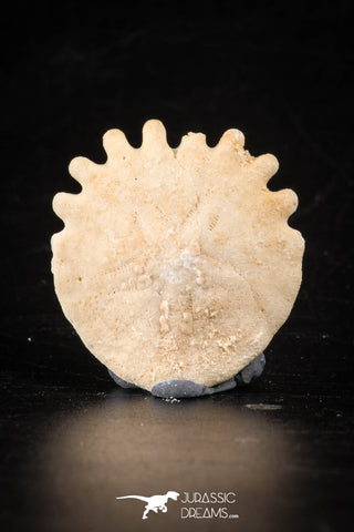 88236 - Top Beautiful 1.25 Inch Heliophora orbicularis (Urchin) Upper Pliocene