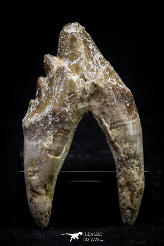 20589 -  Top Rare 2.25 Inch Pappocetus lugardi (Whale Ancestor) Molar Rooted Tooth