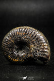 05031 - Beautiful Pyritized 1.54 Inch Unidentified Lower Cretaceous Ammonites