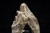 20589 -  Top Rare 2.25 Inch Pappocetus lugardi (Whale Ancestor) Molar Rooted Tooth