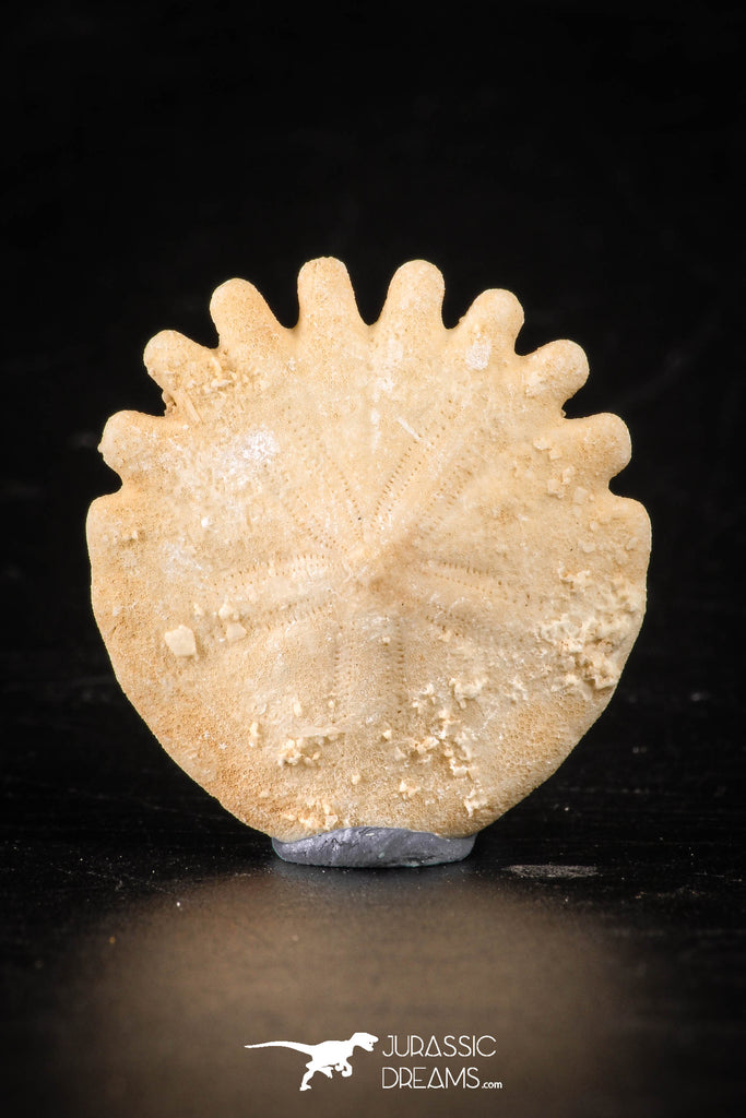 88237 - Top Beautiful 1.11 Inch Heliophora orbicularis (Urchin) Upper Pliocene