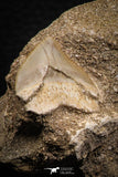 07688 - Top Quality 0.98 Inch Squalicorax pristodontus (Crow Shark) Tooth in Natural Matrix