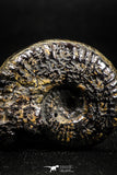 05031 - Beautiful Pyritized 1.54 Inch Unidentified Lower Cretaceous Ammonites