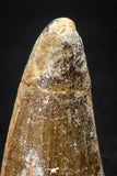 08102 - Top Huge 1.80 Inch Elosuchus Cherifiensis Crocodile Tooth Cretaceous KemKem