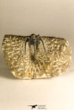 30755 - Beautiful 1.30 Inch Cyphaspis (Otarion) cf. boutscharafinense Devonian Trilobite