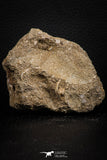 07688 - Top Quality 0.98 Inch Squalicorax pristodontus (Crow Shark) Tooth in Natural Matrix