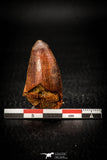 08103 - Well Preserved 1.70 Inch Elosuchus Cherifiensis Crocodile Tooth Cretaceous KemKem