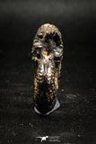 05031 - Beautiful Pyritized 1.54 Inch Unidentified Lower Cretaceous Ammonites
