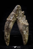20589 -  Top Rare 2.25 Inch Pappocetus lugardi (Whale Ancestor) Molar Rooted Tooth