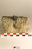 30755 - Beautiful 1.30 Inch Cyphaspis (Otarion) cf. boutscharafinense Devonian Trilobite