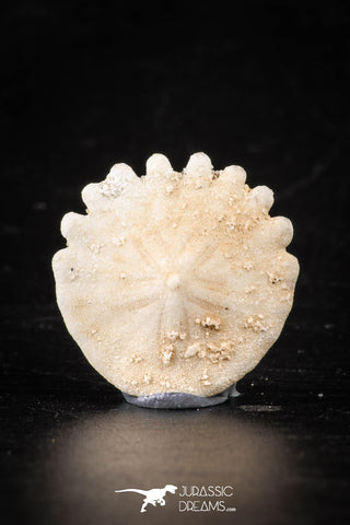 88238 - Top Beautiful 0.99 Inch Heliophora orbicularis (Urchin) Upper Pliocene