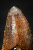 08103 - Well Preserved 1.70 Inch Elosuchus Cherifiensis Crocodile Tooth Cretaceous KemKem