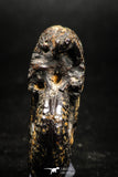 05031 - Beautiful Pyritized 1.54 Inch Unidentified Lower Cretaceous Ammonites