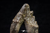 20589 -  Top Rare 2.25 Inch Pappocetus lugardi (Whale Ancestor) Molar Rooted Tooth