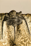 30755 - Beautiful 1.30 Inch Cyphaspis (Otarion) cf. boutscharafinense Devonian Trilobite