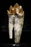 20590 -  Top Rare 1.94 Inch Pappocetus lugardi (Whale Ancestor) Molar Rooted Tooth