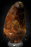 08103 - Well Preserved 1.70 Inch Elosuchus Cherifiensis Crocodile Tooth Cretaceous KemKem