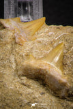 07689 - Great Association 2 Cretolamna maroccana (mackerel shark) Teeth in Matrix