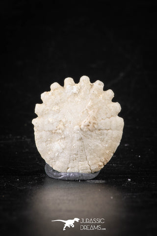 88239 - Top Beautiful 0.89 Inch Heliophora orbicularis (Urchin) Upper Pliocene