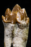 20590 -  Top Rare 1.94 Inch Pappocetus lugardi (Whale Ancestor) Molar Rooted Tooth