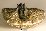 30755 - Beautiful 1.30 Inch Cyphaspis (Otarion) cf. boutscharafinense Devonian Trilobite