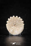 88239 - Top Beautiful 0.89 Inch Heliophora orbicularis (Urchin) Upper Pliocene
