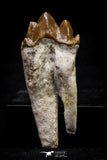 20590 -  Top Rare 1.94 Inch Pappocetus lugardi (Whale Ancestor) Molar Rooted Tooth