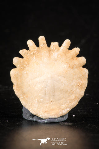 88240 - Top Beautiful 1.00 Inch Heliophora orbicularis (Urchin) Upper Pliocene
