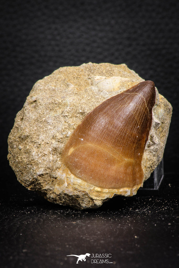 07690 - Top Huge 2.11 Inch Mosasaur (Prognathodon anceps) Tooth in Matrix Late Cretaceous