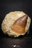 07690 - Top Huge 2.11 Inch Mosasaur (Prognathodon anceps) Tooth in Matrix Late Cretaceous