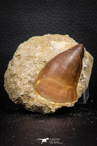 07690 - Top Huge 2.11 Inch Mosasaur (Prognathodon anceps) Tooth in Matrix Late Cretaceous