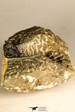 30755 - Beautiful 1.30 Inch Cyphaspis (Otarion) cf. boutscharafinense Devonian Trilobite