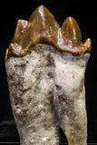 20590 -  Top Rare 1.94 Inch Pappocetus lugardi (Whale Ancestor) Molar Rooted Tooth