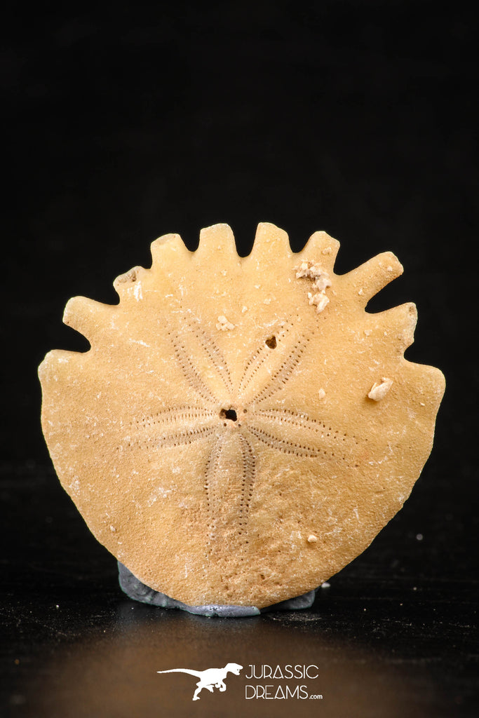 88241 - Top Beautiful 1.19 Inch Heliophora orbicularis (Urchin) Upper Pliocene