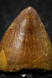 08104 - Top Quality 0.54 Inch Hamadasuchus rebouli Crocodile Tooth Cretaceous KemKem