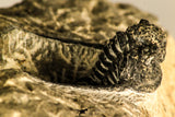 30755 - Beautiful 1.30 Inch Cyphaspis (Otarion) cf. boutscharafinense Devonian Trilobite