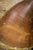 07690 - Top Huge 2.11 Inch Mosasaur (Prognathodon anceps) Tooth in Matrix Late Cretaceous